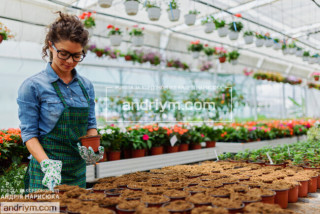 SORTING OF SEEDLINGS