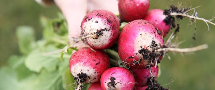 ПРАЦІВНИК НА ЗБІР РЕДИСКИ