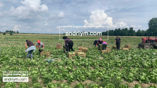 ПРАЦІВНИКИ НА ПОЛЬОВІ РОБОТИ