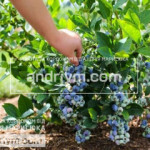 ЗБІР ЛОХИНИ POLANA