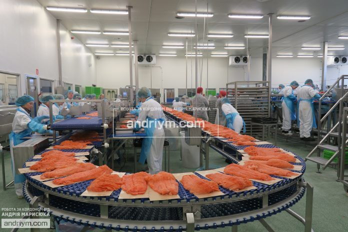 Worker at a salmon production plant
