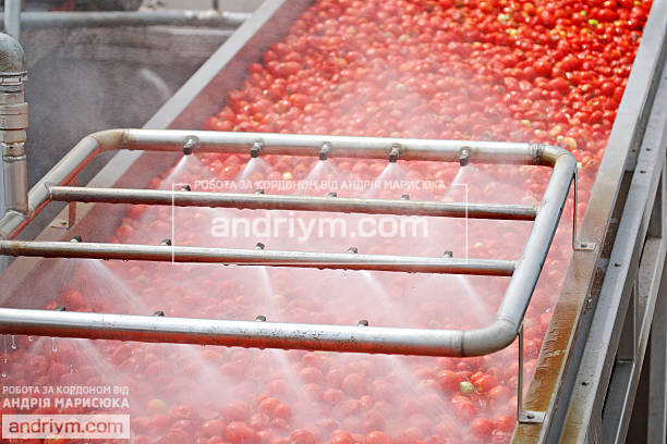Fruit and vegetable sorter
