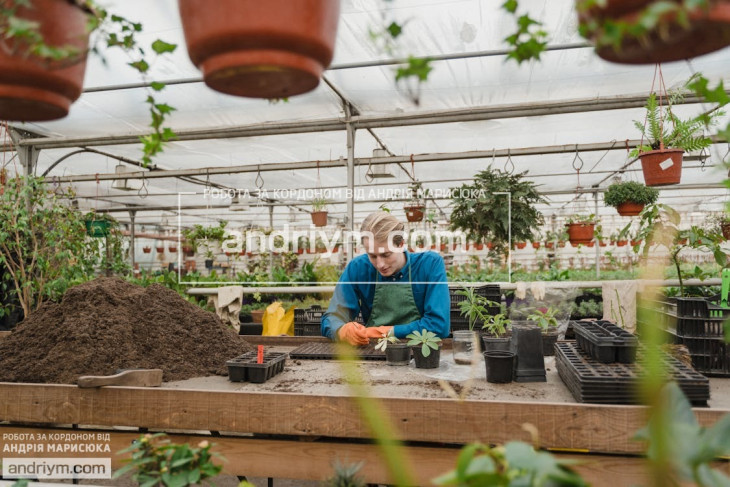 Greenhouse seedling production worker